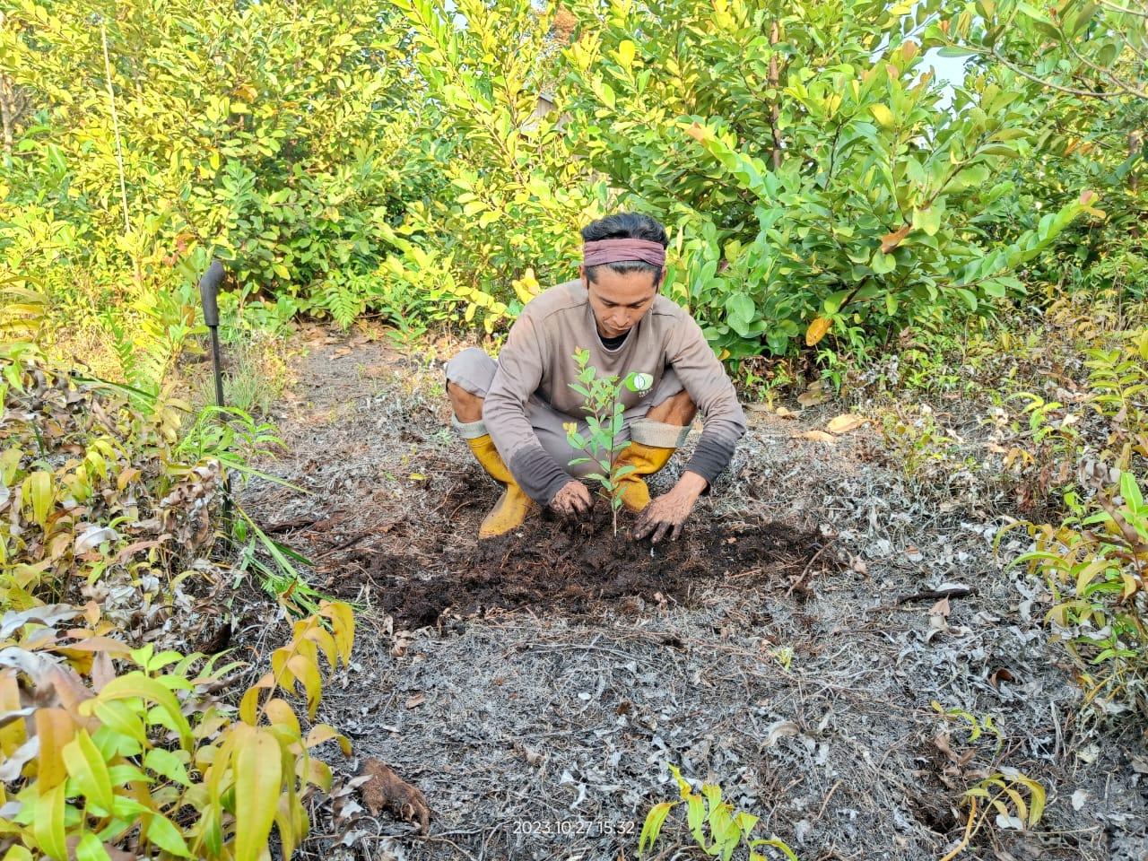 Setzling einpflanzen