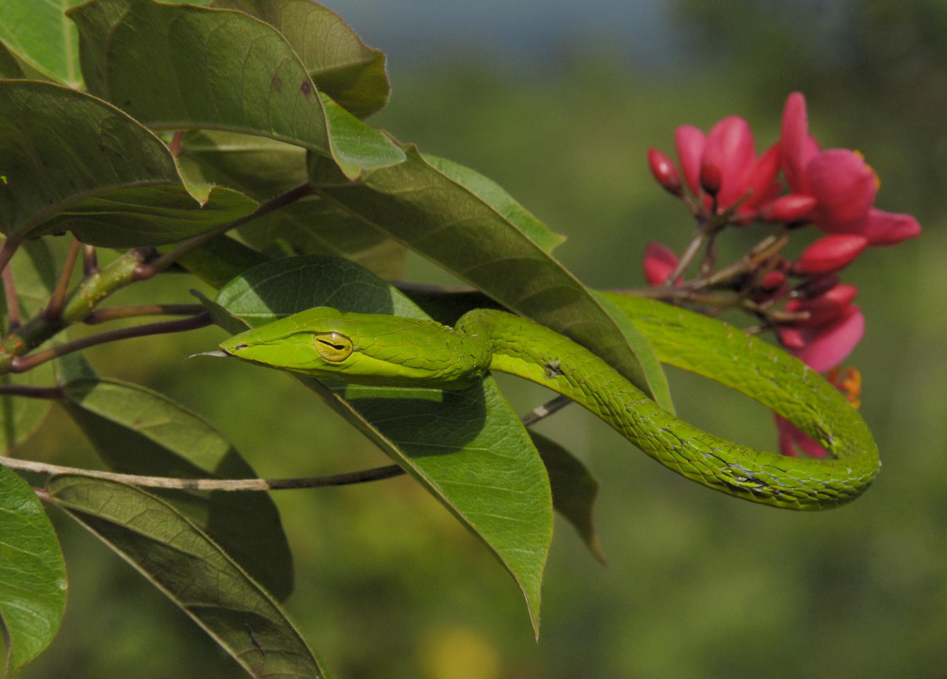 Grüne Peitschennatter