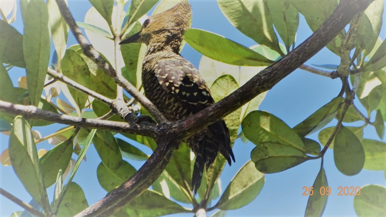 JavawellenspechtIMG-20220621-WA0016