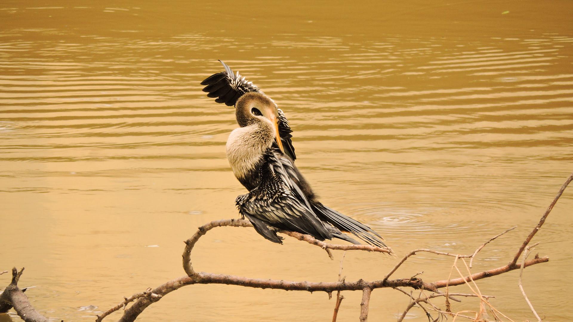 Sorocaba River S Bird (256956549)
