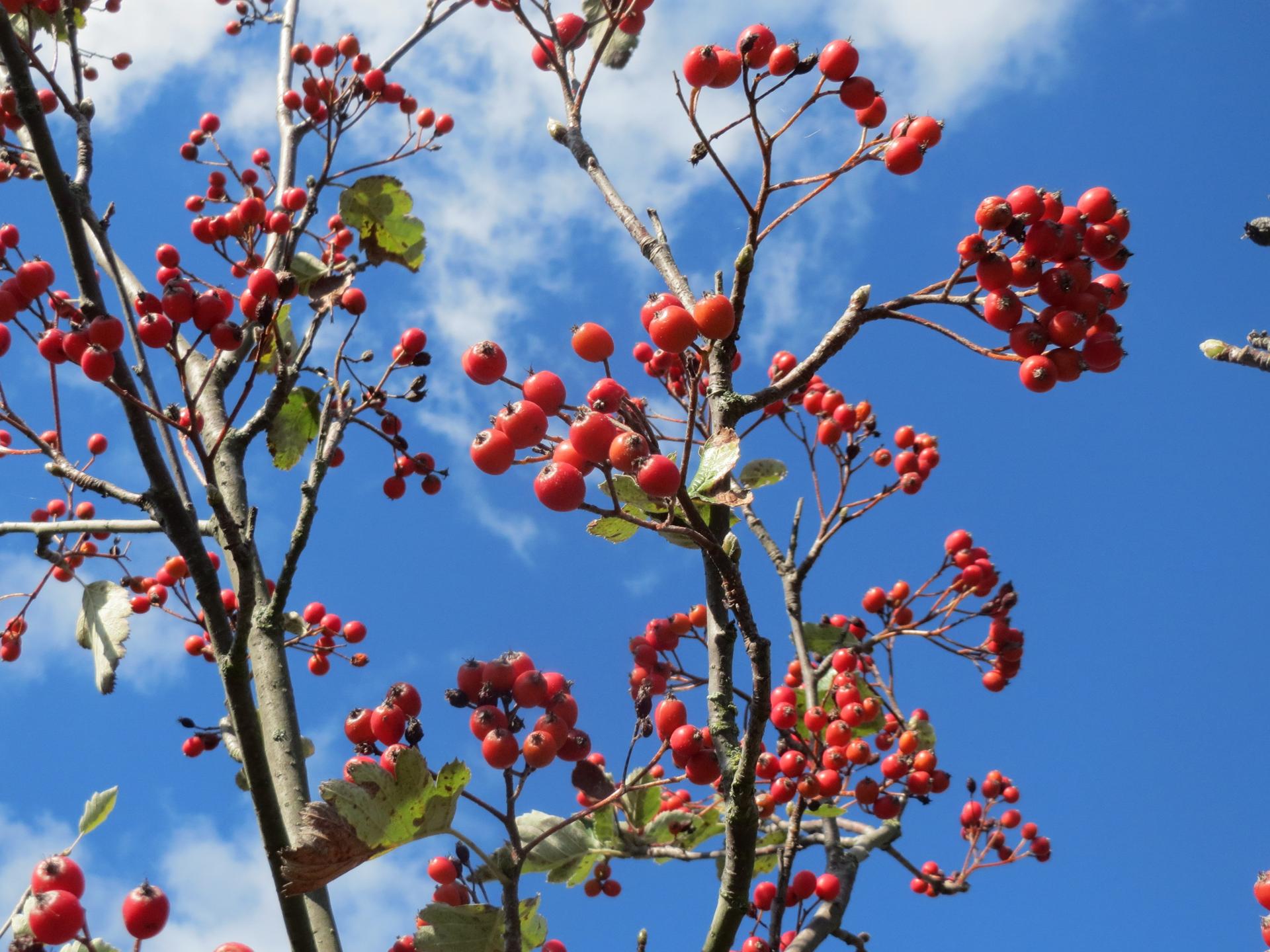 20161005Sorbus intermedia2