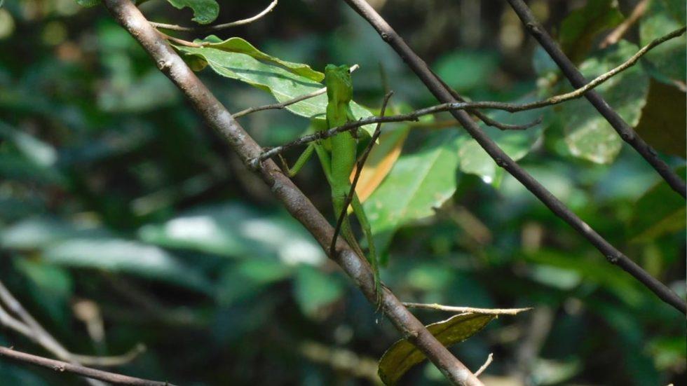 Borneo Langschwanzagame