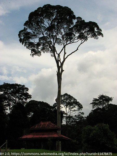 A Dipterocarpus tree