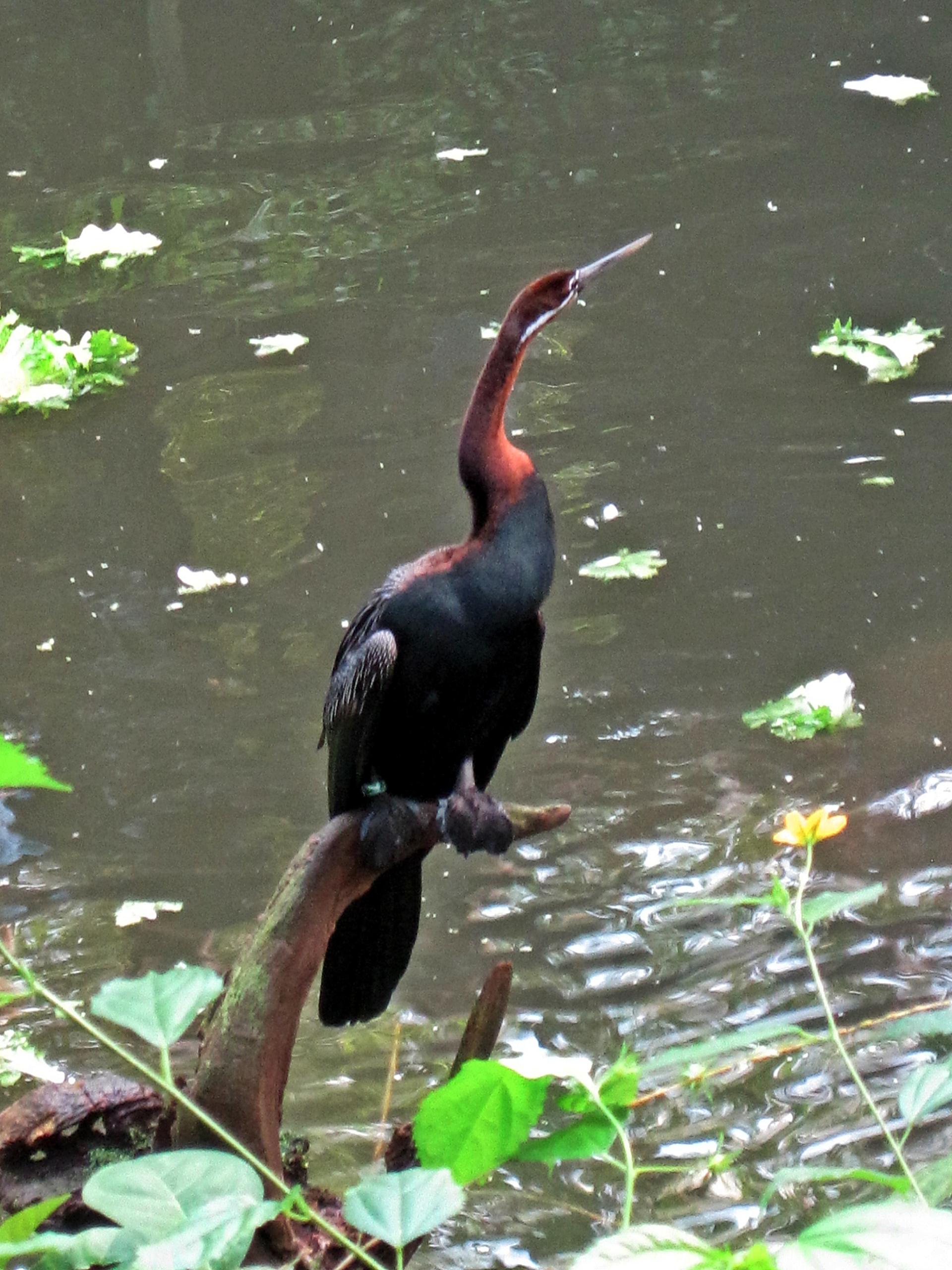 Anhinga rufa (African Darter or snakebird), Burgers zoo, Arnhem, the Netherlands