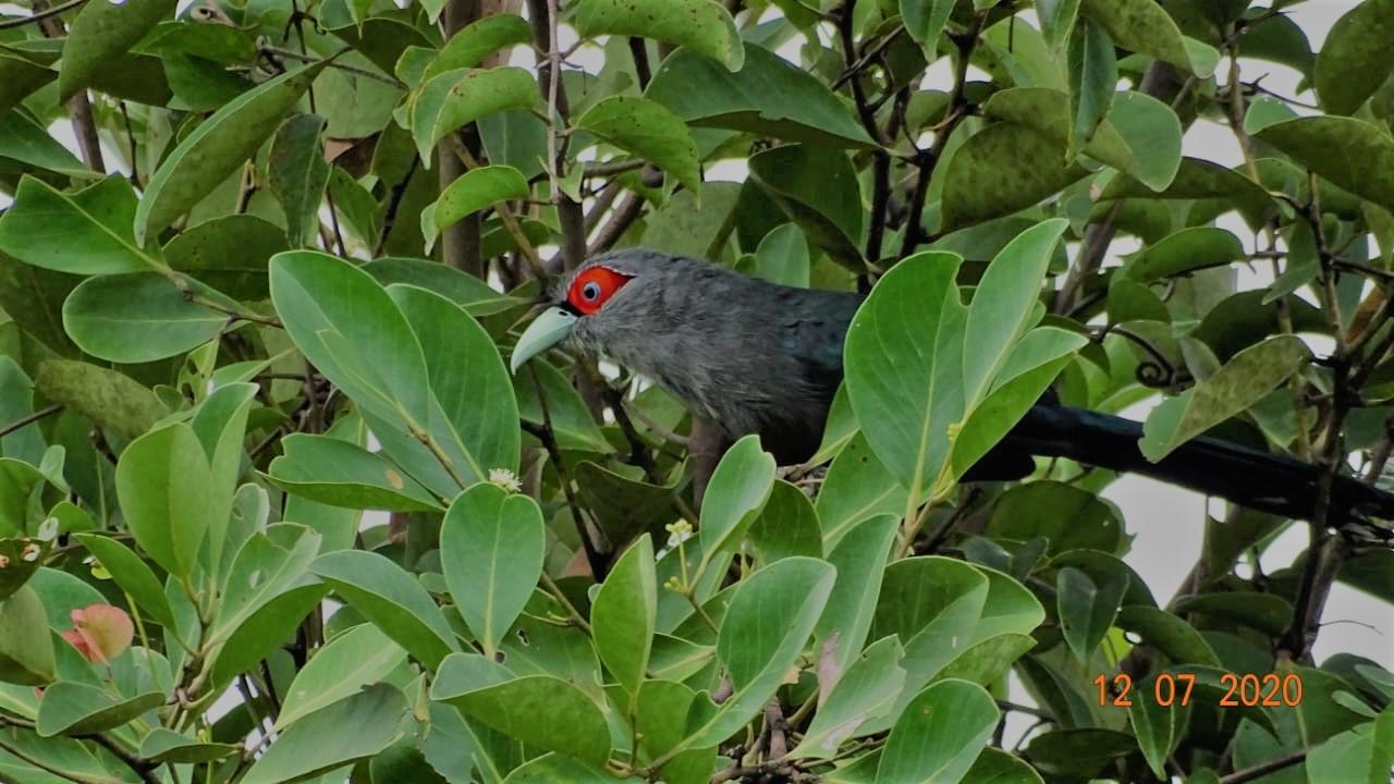 RotbauchkuckuckIMG-20220621-WA0018 (002)