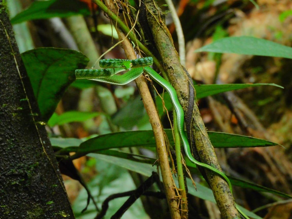 Grüne Peitschennatter